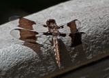 PZ280039DxO Whitetail Skimmer
