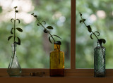 Nematanthus Cuttings in Bottles