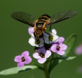 SRX09977DxO Bee Fly