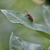 SRX00003 Red Milkweed Beetle