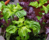 Shiso