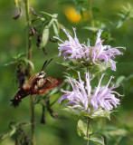 _7281833DxO Hummingbird Clearwing Moth