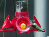 Birds (and occasional squirrels) - Mostly Through My Windows