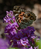 SRX00108DxO NOT a Painted Lady!