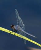 _8180035D dragonfly