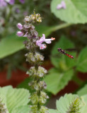 _8190190D flying hoverfly