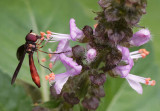 Ocyptamus hoverfly on basil