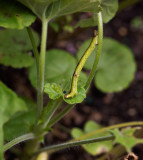 Twig Caterpillar