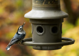DSC02714D nuthatch