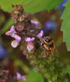 Insects, Arachnids and Arthropods, Reptiles