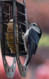 DSC03493D nuthatch