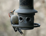 DSC03592D female red bellied woodpecker
