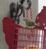 DSC03648D Female Ruby Crowned Kinglet