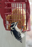 DSC03690D Male Downy Woodpecker