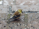 DSC03698D Goldfinches like sunflower seeds