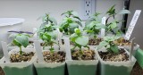 How does your garden grow?