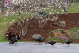 DSC04358D Chasing the Hens