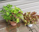 Cuttings from Last Summers Coleus
