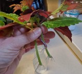 Coleus Cuttings