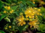 C. Hypericum Red Star