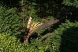SRX02943 Deep in Ravine