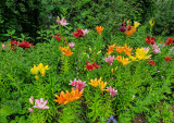 Lillies at Campfire Grill 