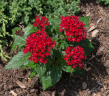 Pentas