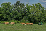 SRX03357D herding cattle