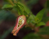 P7190104D batfaced cuphea seed pod