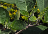 Datura Buds