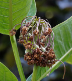 Milkweed Syriaca Seed Pods