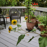 Persistent Sunflower