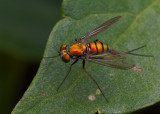 P8040032D Tiny copper fly