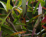 P8170076DxO Early Morning Monarch Caterpillars