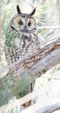 Long-eared Owl 
