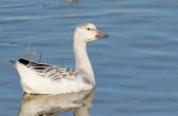 Snow Goose, Juvenile