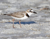 Wilsons Plover