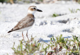 Wilsons Plover 