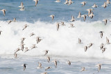 Sanderlings Flying Over The Surf