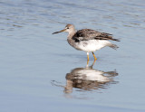 Greater Yellowlegs 