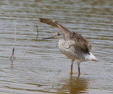 Greater Yellowlegs