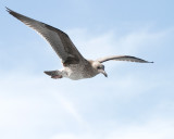 Western Gull, First Cycle 
