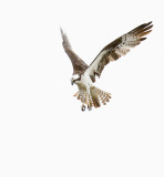 Osprey 