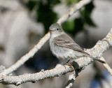 Gray Flycatcher 