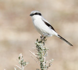 Loggerhead Shrike 