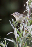 Warbling Vireo 