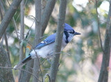 Blue Jay