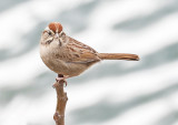 Rufous-crowned Sparrow 