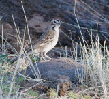 Lark Sparrow 