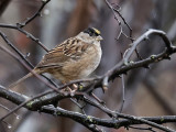 Golden-crowned Sparrow 